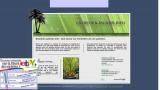 Entretien des palmiers : guide, conseils et astuces pour entretenir vos palmiers