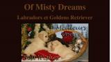 Labrador, élevage of misty dreams
